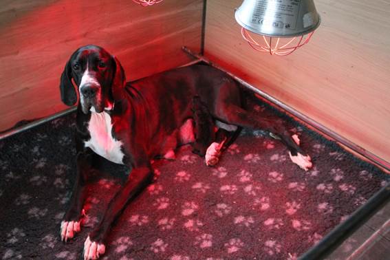 geboorte-eerste-pup-reu